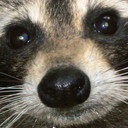 raccoonoverlord avatar