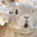 raccoonrabbit avatar