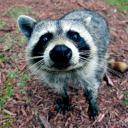 raccoonrambles avatar