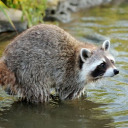 raccoons-in-a-trenchcoat avatar