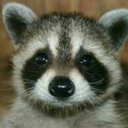 raccoontitties avatar