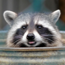 raccoonwithwrench avatar