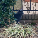 rachel-archer avatar