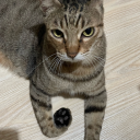 racheldraft1017 avatar