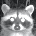 racooningaround avatar