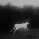 raddest-radstag avatar