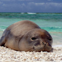 radiatinglove avatar