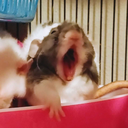 radicalratties avatar