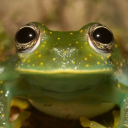 radicalribbit avatar