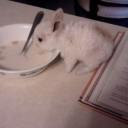 radio-theremin000 avatar