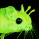 radioactivejerboa777 avatar