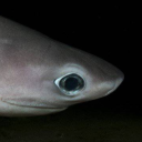 radioactivewasteland avatar