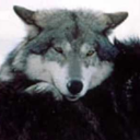 radiooz-archive avatar