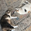 radiowireeater avatar