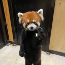 radishpanda avatar
