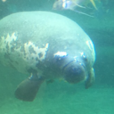 ragamuffinpiglets avatar