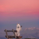 raggedanddirty avatar