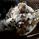 raggedclawsscuttling avatar