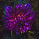 raging-fire-wolf avatar