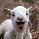 raging-totes-me-goats-blog avatar