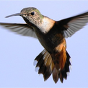 raginghummingbird avatar