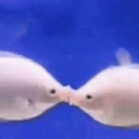 raidendeeznuts123 avatar