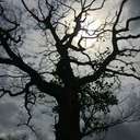 rain-in-the-sunshine avatar