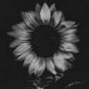 rainb0wshark111 avatar