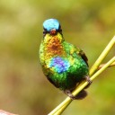 rainbow-birds avatar