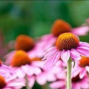 rainbowbitches avatar