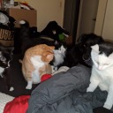 rainbowcasoup avatar