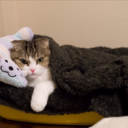 rainbowcoalition avatar