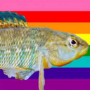 rainbowdarter avatar