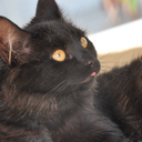 rainbowpitbull avatar