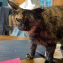 rainbowquinoa203 avatar