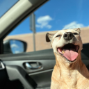 rainbowradness avatar