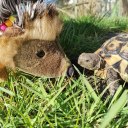 rainbowredcrayon avatar