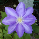 rainbowrosepetals avatar