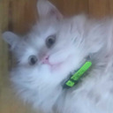 rainbowrosepop avatar