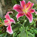 rainbowstargazerlilies avatar