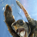 rainbowturtle avatar