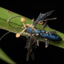 raine-the-storm avatar