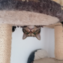 rainiswhatimiss avatar