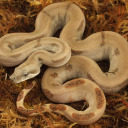 rainn-the-reptile avatar