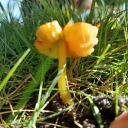 rainstorm69420 avatar