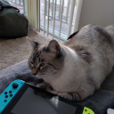 rainsweptflower136 avatar