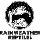 rainweather-reptiles avatar