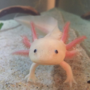 rainystudentlight-love avatar