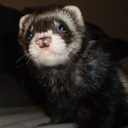 raisedbyferrets avatar