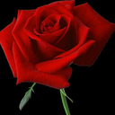 raisedbywerewolves avatar